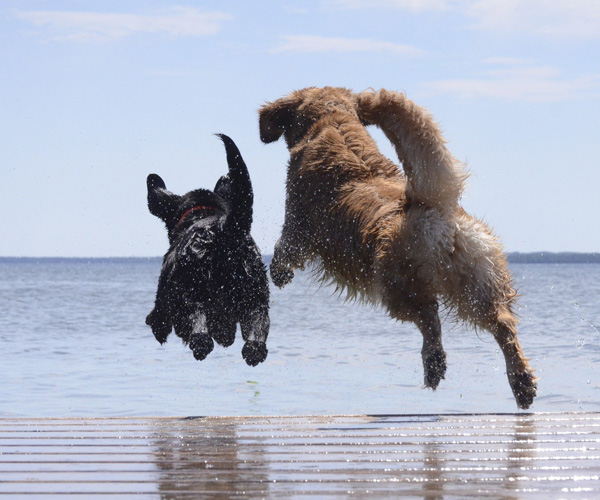 Ferietid - strandvett - Råd tips om hund og katt - Premium Pet Products