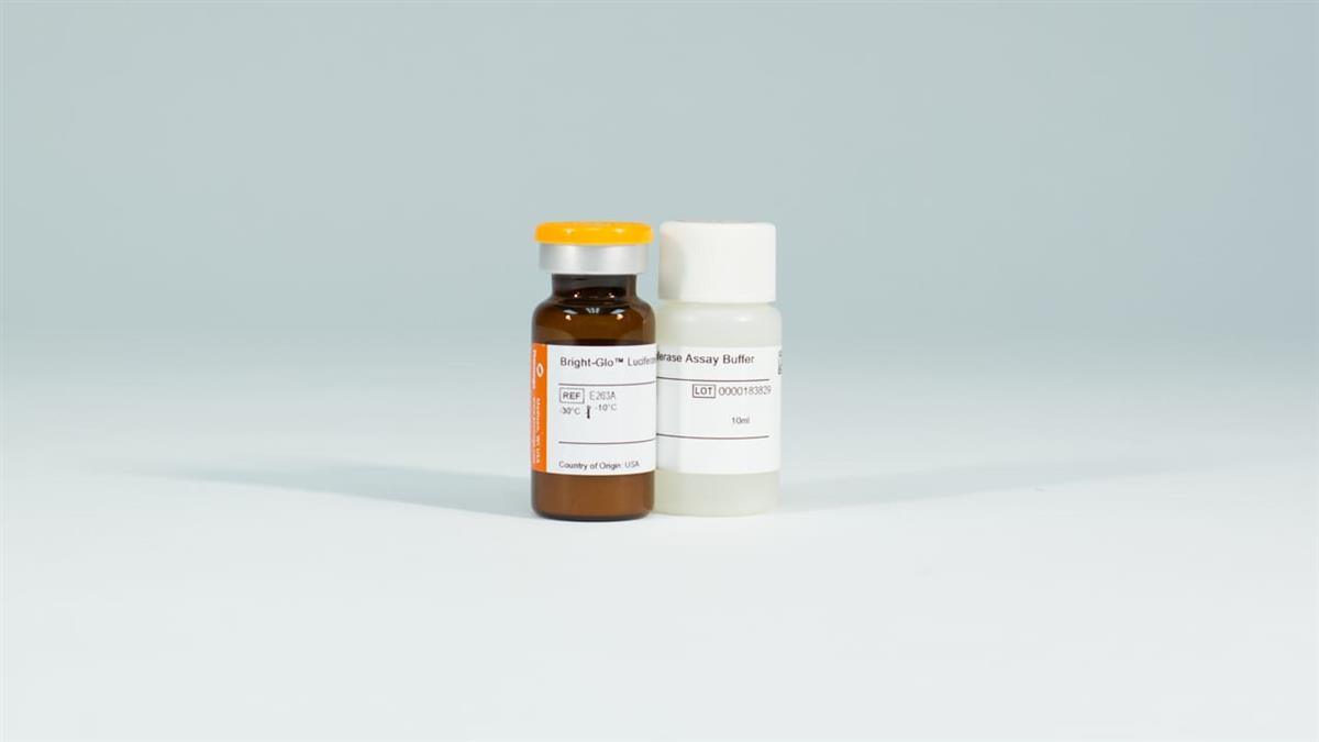 BrightGlo Luciferase Assay System Reporter assay nmas
